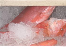 Allan & James as long as its red