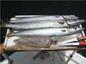 Feed of Pike and Squid Rotto