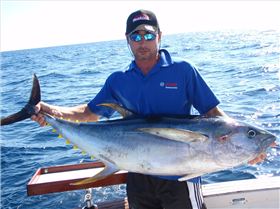 yellow fin tuna