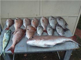 All on soft plastics