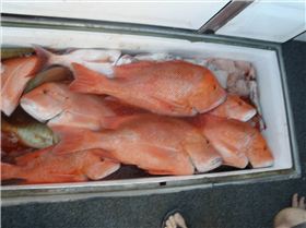 nice reds gnaraloo wa 