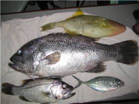 catch of the day 13k dhue wa