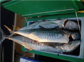 more nice reds gnaraloo 08 