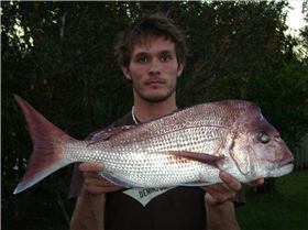first snapper speared 73cm 4kg