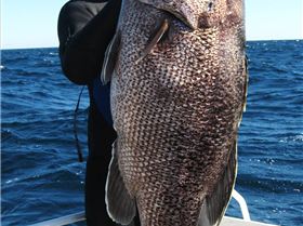 22kg dhu off rotto