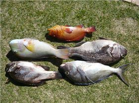 nice day out from perth