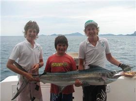 Whitsundays marlin