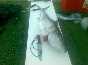 Playing with Kingeys!