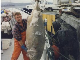156kg Southern Bluefin Tuna