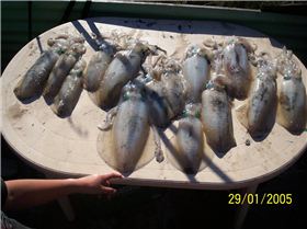 Black Marlin wider than the boat