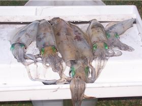 squid "  dad in the middle