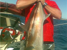 2 sambos 1 easy 1 hard on 4kg bream gear