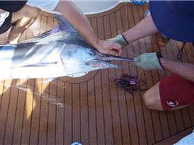 Black Marlin QLD