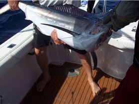 Black Marlin QLD