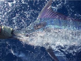 Black Marlin QLD