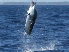 Black Marlin 