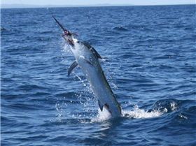 Black Marlin 