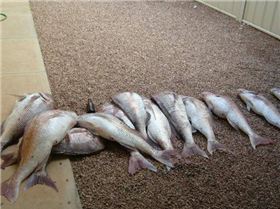 19.5kg snapper caught off Wallaroo SA