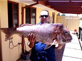 19.5kg snapper caught off Wallaroo SA