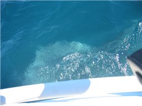 exmouth wale shark