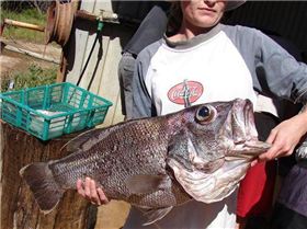 first ever dhuiefish