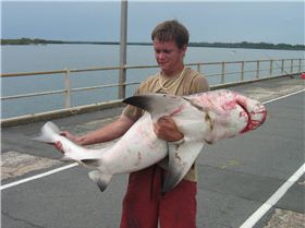 pine river bull shaark