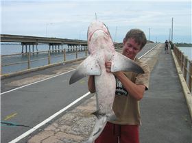 pine river bull shaark