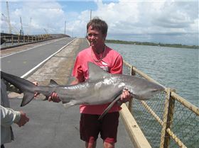 pine river bull shaark