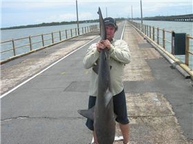 pine river bull shaark