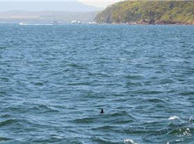 Pack of hammerheads in Lake Macquarie