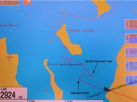 Pack of hammerheads in Lake Macquarie