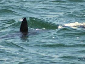 Pack of hammerheads in Lake Macquarie