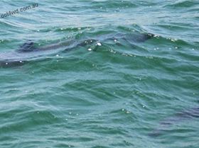 Pack of hammerheads in Lake Macquarie