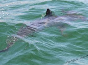 Hammerheads in the lake