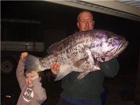 Dhu Fish 95cm long, Caught in Jurien Bay