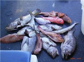 A good days fishing for all on board Feb 2004