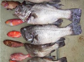 One Dhu each to take home