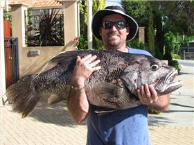 23kg Dhufish