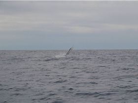 Sloney's Little black