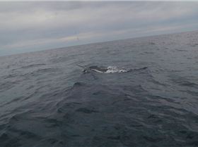 Sloney's Little black