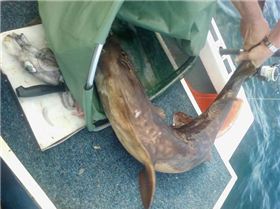 womby - realeased to big to eat