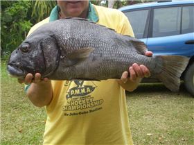 Dusky sweetlips - chewier than a football boot
