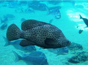 Beautiful Barra Cod with some snapper for company