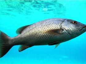 Decent jack in the big tank at Seaworld