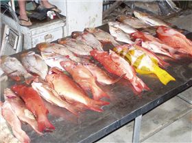 a few days good fishing