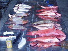 a few days good fishing