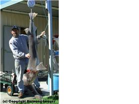 Benny has done it again fish