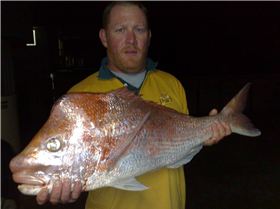 9.1KG SNAPPER