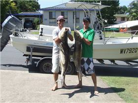 cobia 25 and 30kg