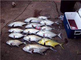 Show Day Travelly Masacre